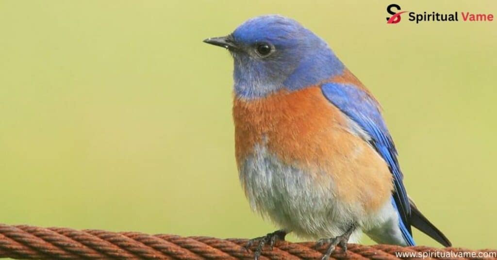 Western Bluebird