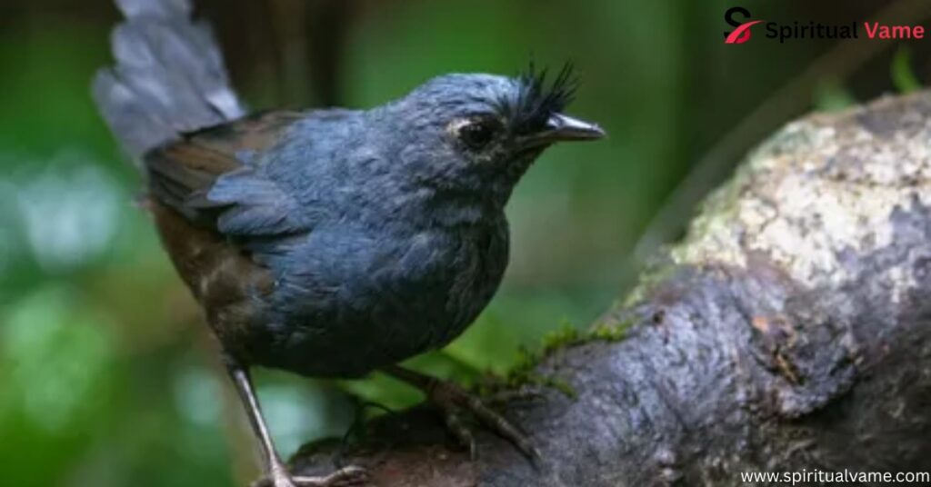 STRESEMANN'S BRISTLEFRONT