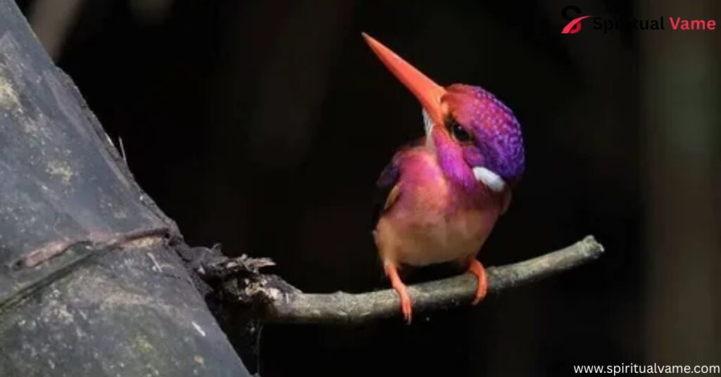 South Philippine Dwarf Kingfisher