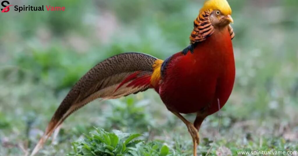 GOLDEN PHEASANT