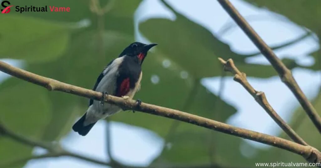 CEBU FLOWERPECKER