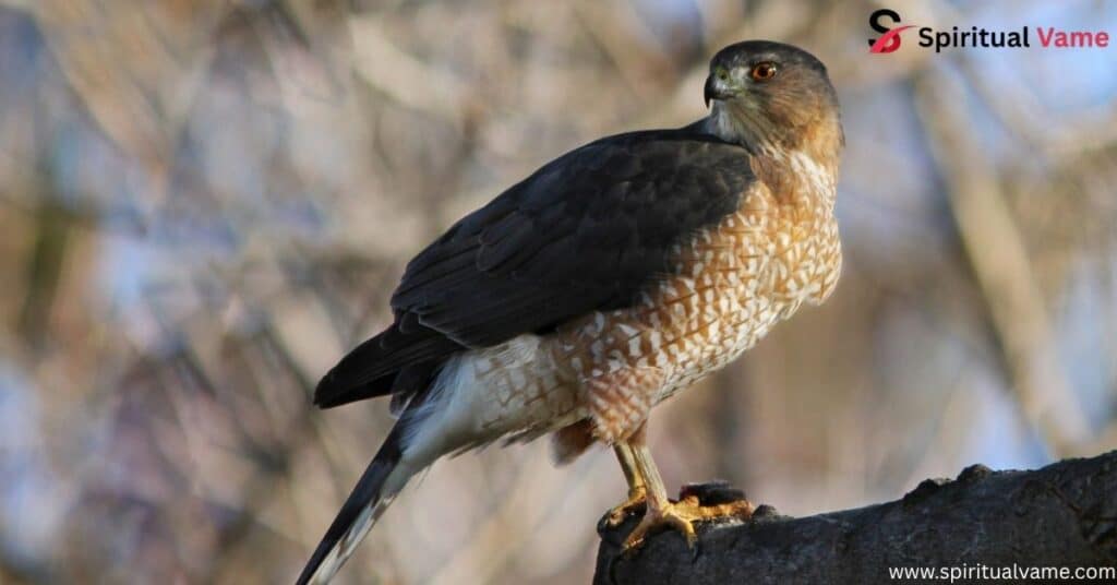Cooper’s Hawk