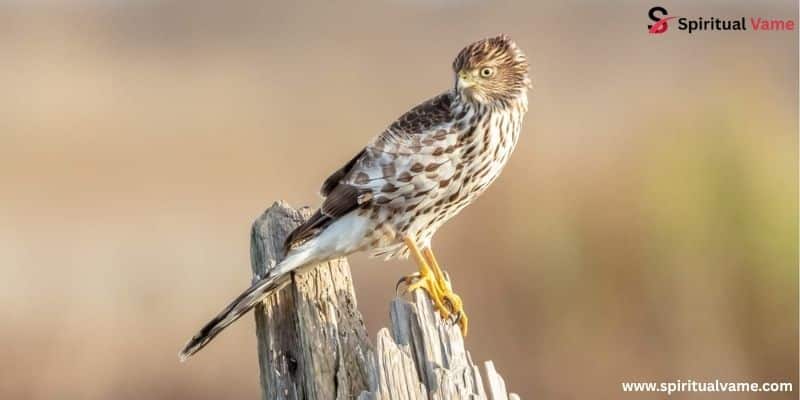 Sharp-shinned Hawk