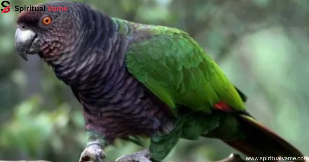 IMPERIAL AMAZON (Amazona imperialis)