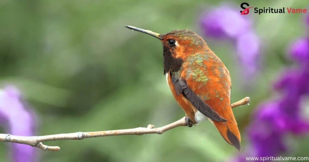 Allen’s Hummingbird