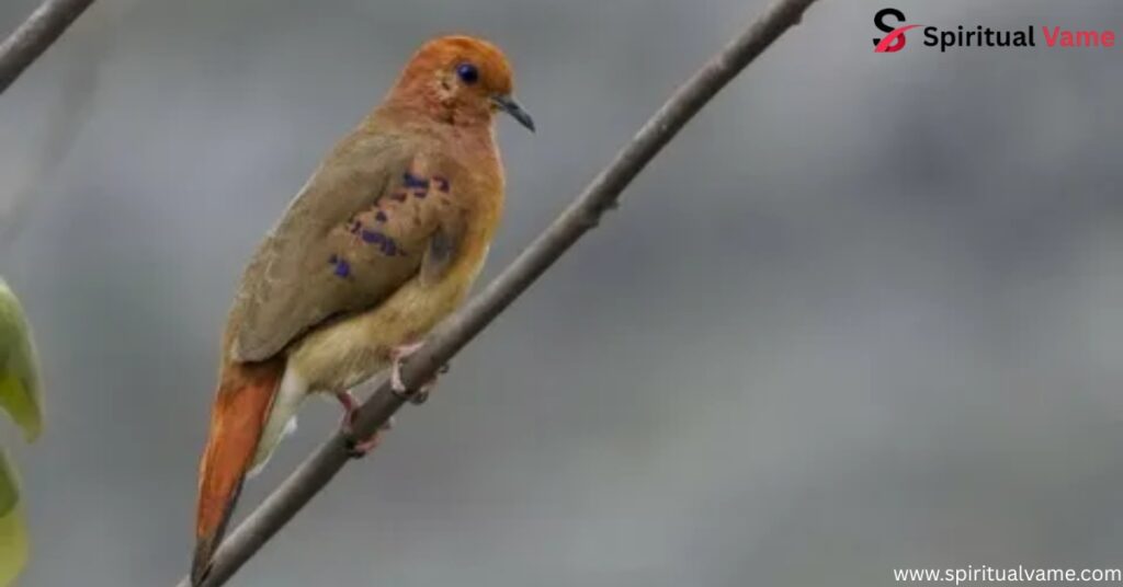 BLUE-EYED GROUND-DOVE 