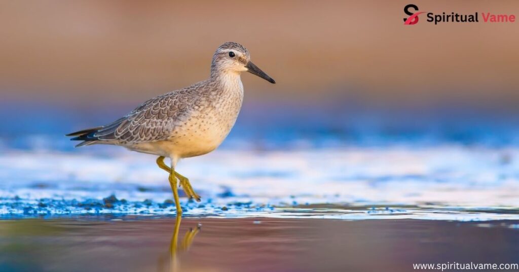Red Knot 
