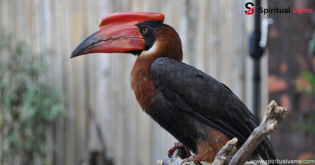 Rufous-headed Hornbill 