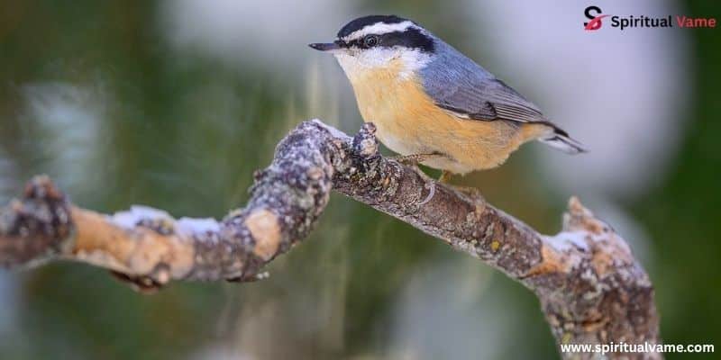 Red-breasted Nuthatch