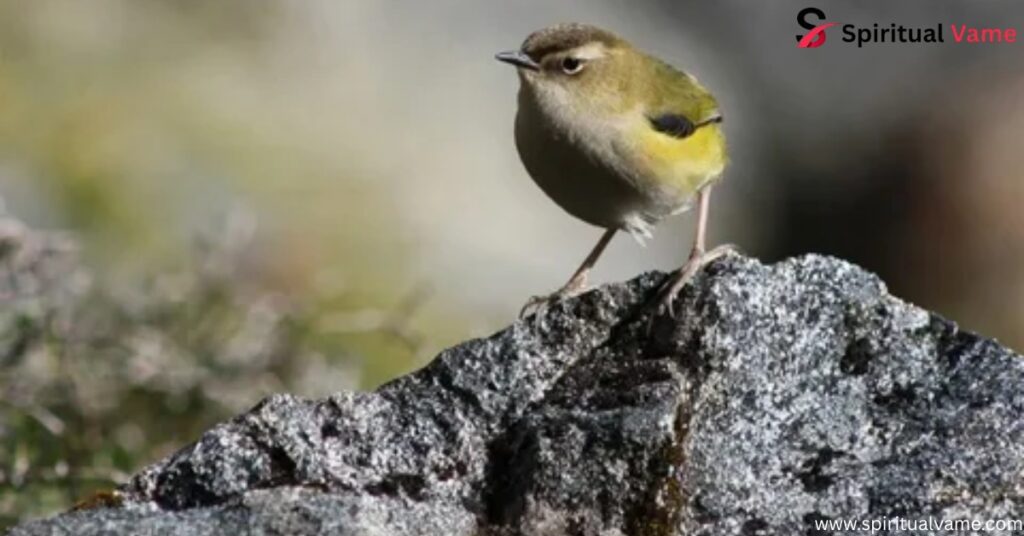 New Zealand Rock Wren