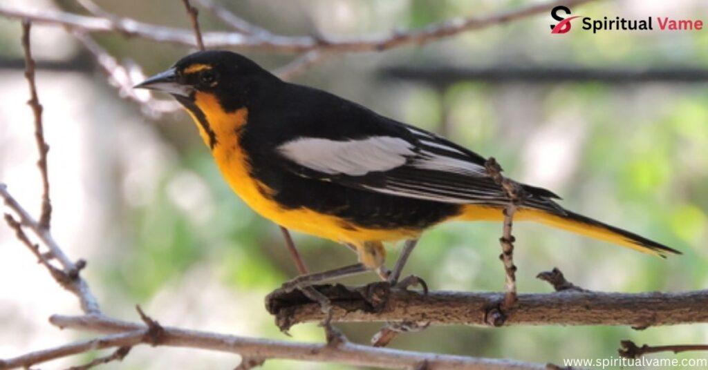 Orioles, Warblers, and Thrushes