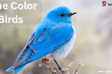 blue colored birds