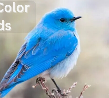 blue colored birds
