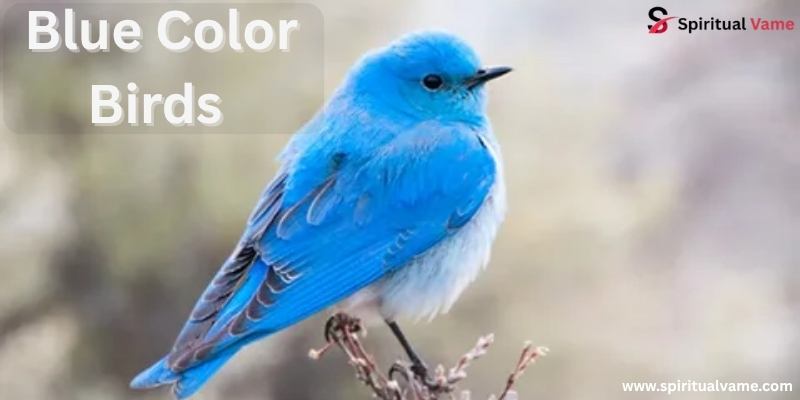 blue colored birds