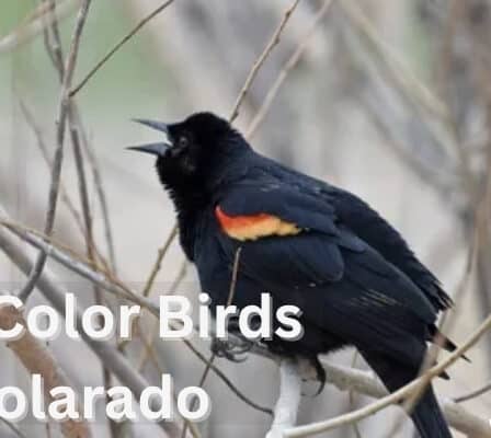 Blackbirds of Colorado