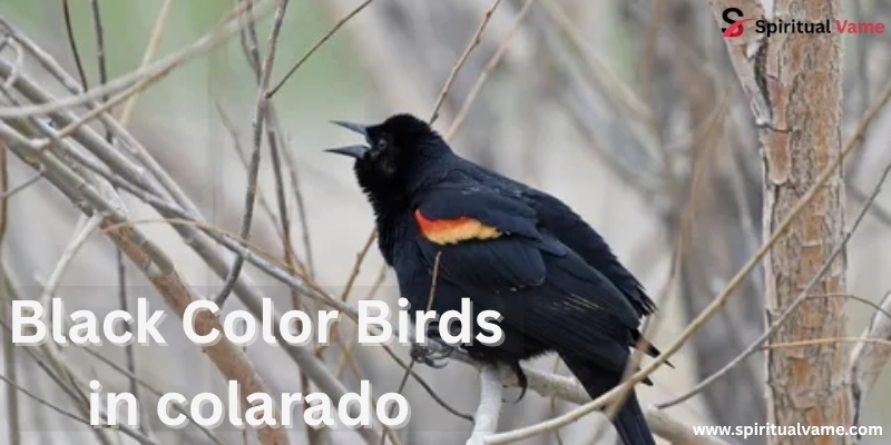 Blackbirds of Colorado