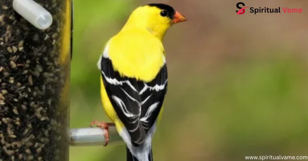 Wilson’s Warbler