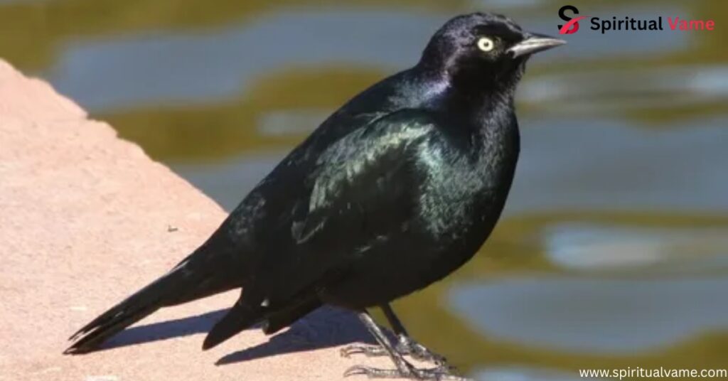 Brewer's Blackbird Photos and Videos