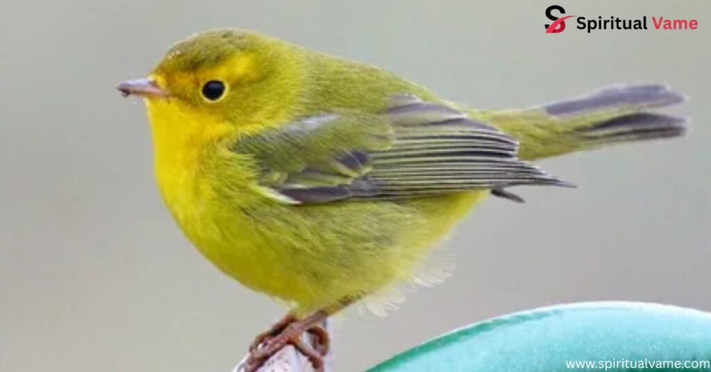 American Yellow Warbler
