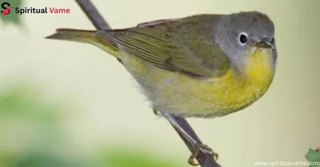 Nashville Warbler