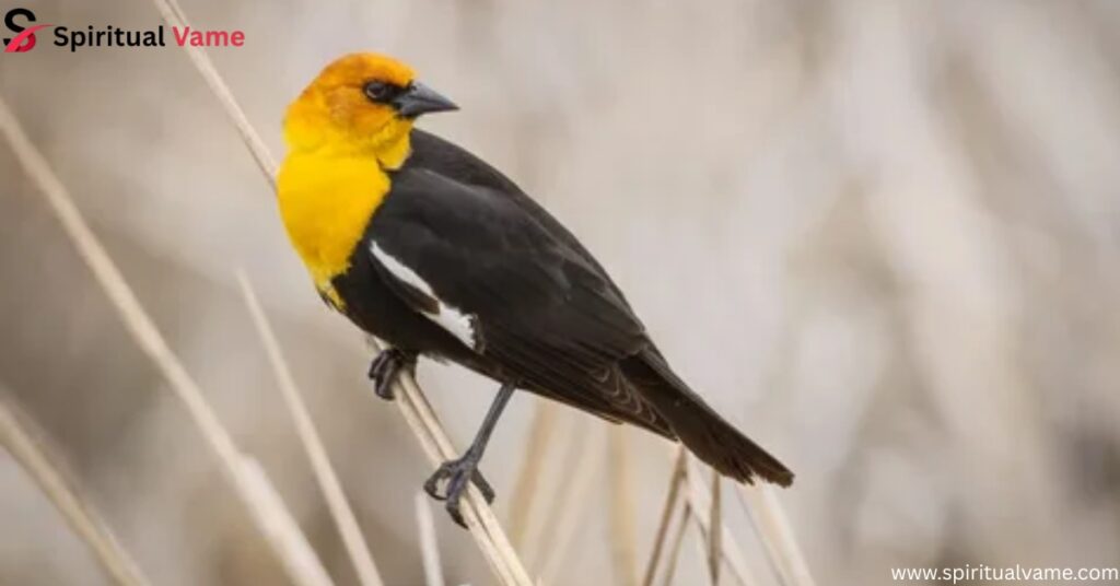 Yellow-headed Blackbird