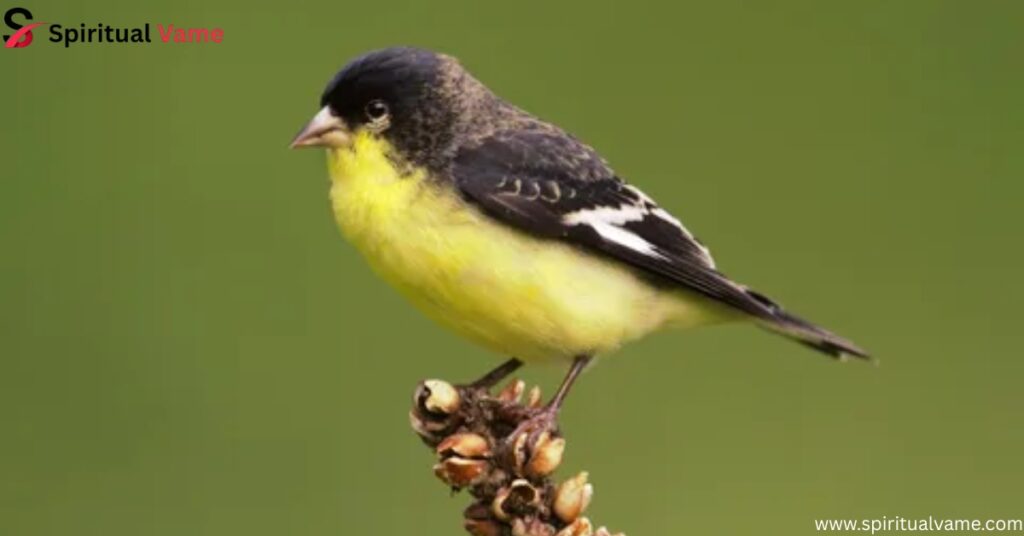 Lesser Goldfinch