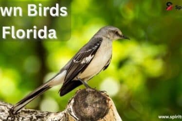 Brown Birds in Florida