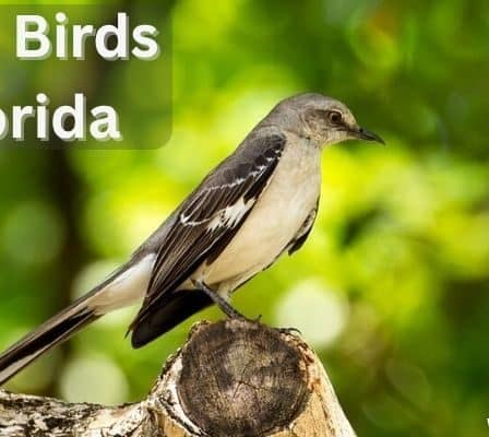Brown Birds in Florida