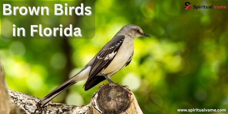 Brown Birds in Florida