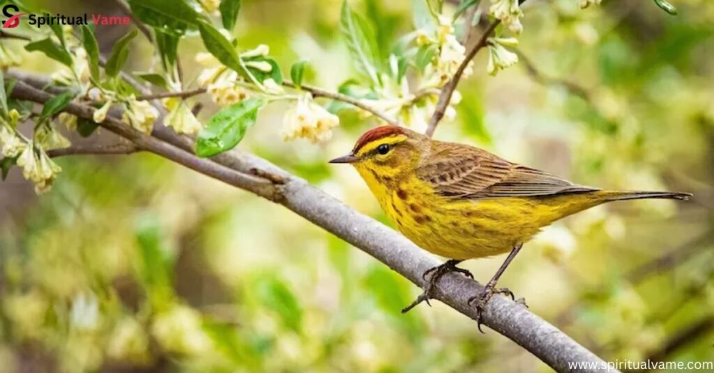 Palm Warbler