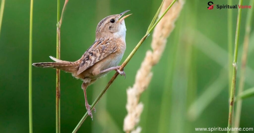 Sedge Wren