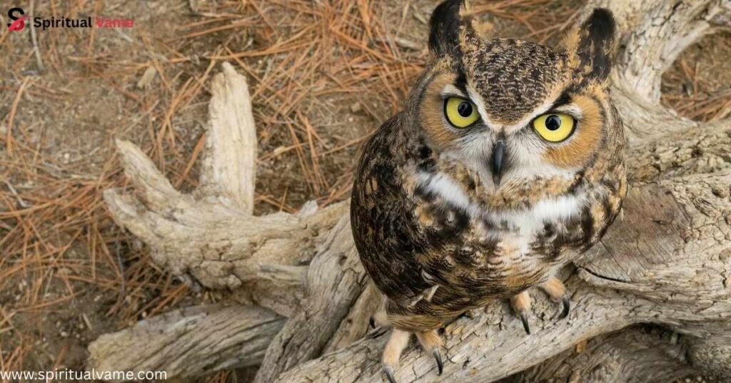 Great Horned Owl