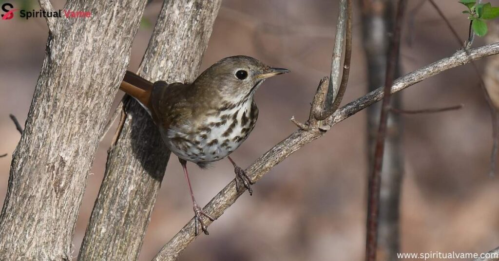 Hermit Thrush