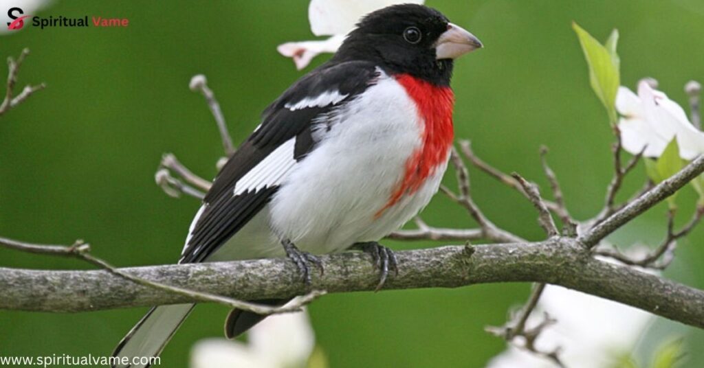 Rose-breasted Grosbeak