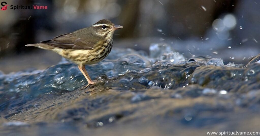 Louisiana Waterthrush