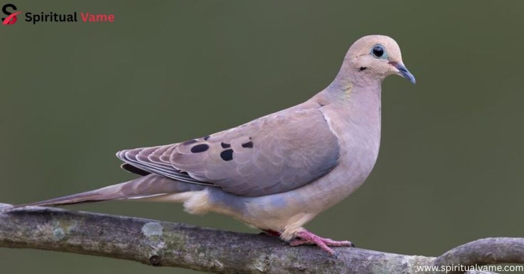 Mourning Dove