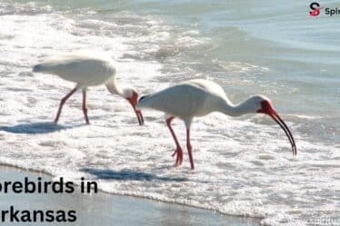 Shorebirds in Arkansas