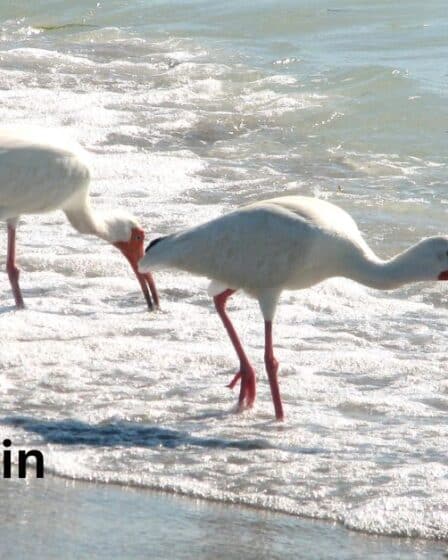 Shorebirds in Arkansas
