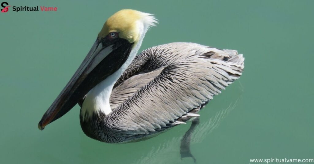 Brown Pelican