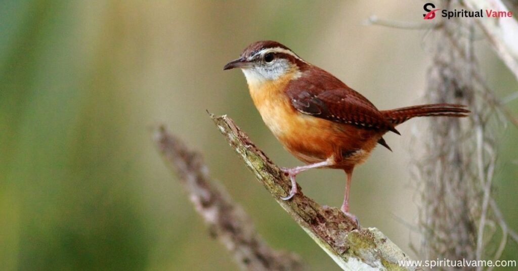 Carolina Wren