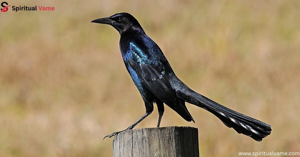 Boat-tailed Grackle