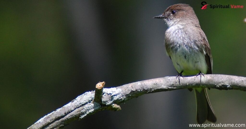 Eastern Phoebe