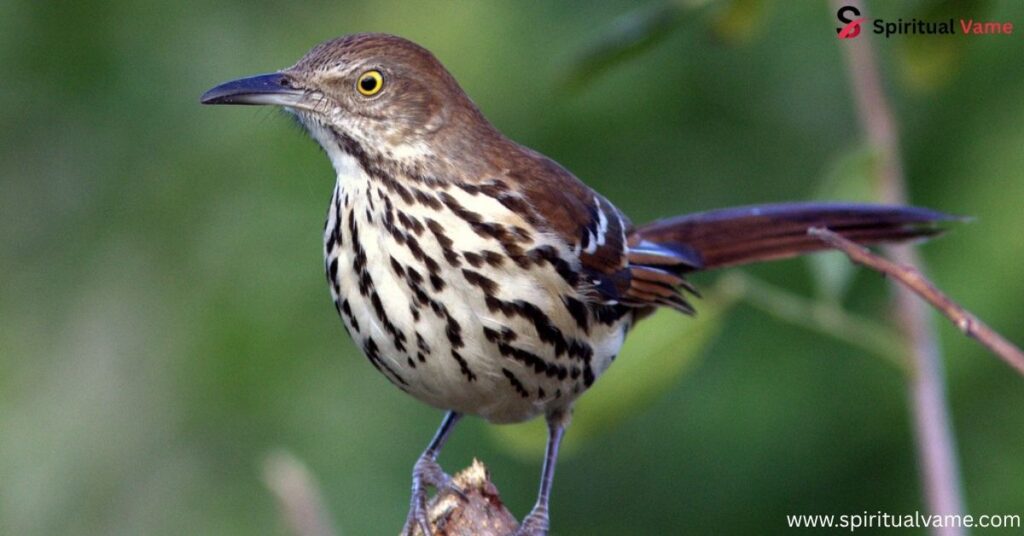 Limpkin