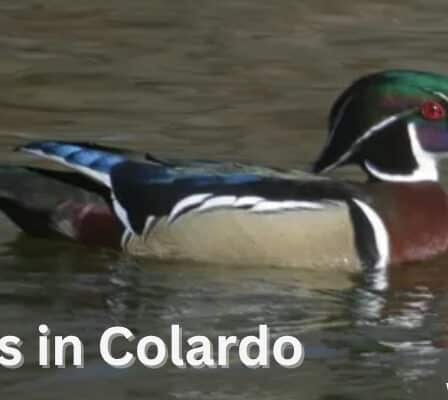 Ducks in Colorado – A Guide to the Beautiful Ducks You Can Spot