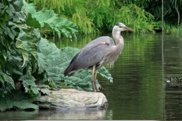 herons-in-california
