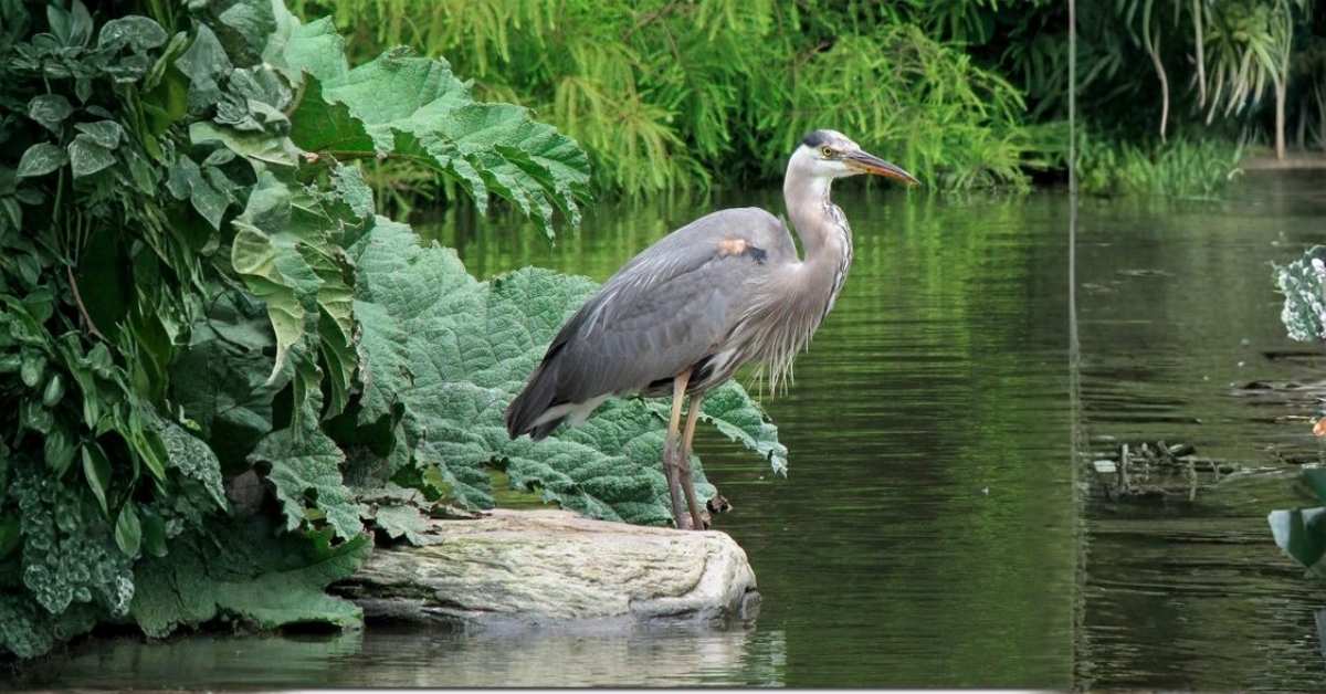 herons-in-california