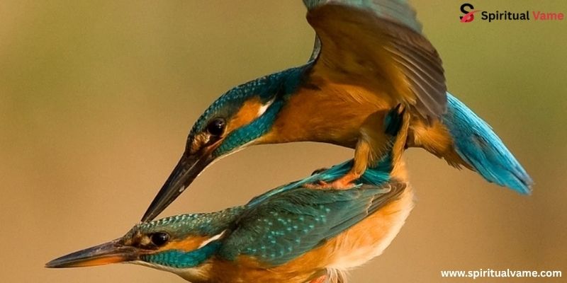 How Birds Sex, Lay Eggs, Pee, Poop