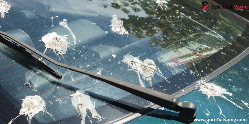 How Do Birds Poop?