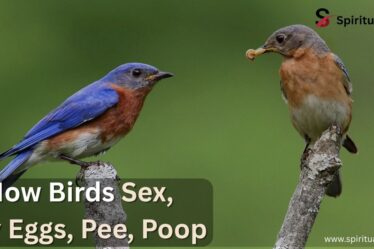 How Birds Sex, Lay Eggs, Pee, Poop