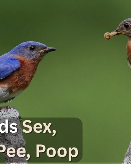 How Birds Sex, Lay Eggs, Pee, Poop